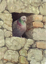Pigeon in the wall