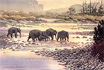 Wild Elephants at Dawn