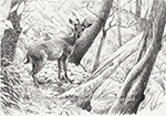 Chital Deer in the forest