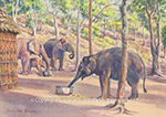 Elephant camp at Panna