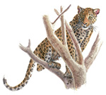 Treed Leopard