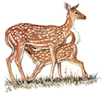 Female Chital and young