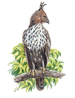 Changeable Hawk-eagle
