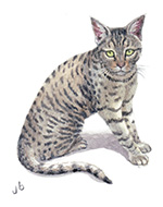 Kitty - an Indian Cat