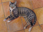 Cat on the tiles