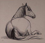 Lorri the Connemara Pony