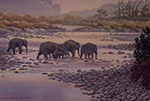 Wild Elephants at dawn