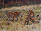 Jennifer Buxton - Tiger Paintings